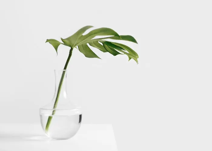 Astra Solea * Capo Vaticano